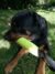 Kau- und Apportierspielzeug für Hunde ca. 28 cm/ Apportierdummy Gelb